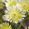 Wheels Of Wonder® Limoncello Ice Plant 2 Wheels Of Wonder® Limoncello Ice Plant -Great Garden Plants DelospermaWheelsofWonder LimoncelloWonder Bl