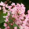 Yuki Cherry Blossom® Deutzia -Great Garden Plants Deutzia Yuki Cherry Blossom 1 P