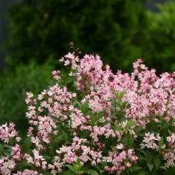 Yuki Cherry Blossom® Deutzia -Great Garden Plants Deutzia Yuki Cherry Blossom 2 P