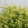 Chardonnay Pearls® Deutzia -Great Garden Plants Deutzia Chardonnay Pearls 1 P sw