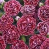 Fruit Punch® 'Cherry Vanilla' Dianthus 2 Fruit Punch® 'Cherry Vanilla' Dianthus -Great Garden Plants Dianthus Cherry Vanilla 1 P sw