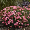 Fruit Punch® 'Classic Coral' Dianthus -Great Garden Plants Dianthus ClassicCoral PP30048CPBRAF0002lowres
