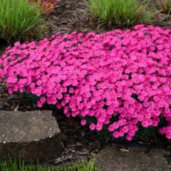 'Paint The Town Magenta' Dianthus 12 'Paint The Town Magenta' Dianthus -Great Garden Plants Dianthus Paint the Town Magenta 3 P