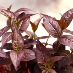 Kodiak® Black Diervilla