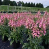 Arctic Fox™ Rose Foxglove -Great Garden Plants Digitalis Arctic Fox Rose 1