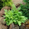 Marginal Wood Fern -Great Garden Plants Dryopteris marginalis