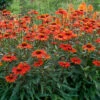 Kismet® Intense Orange Coneflower -Great Garden Plants Echinacea Kismet Intense Orange 5 P