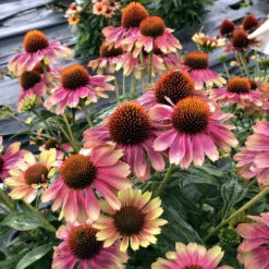 Kismet® 'Pink Lemonade' Coneflower