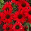 Kismet® Red Coneflower -Great Garden Plants Echinacea Kismet Red 4 P
