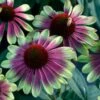 'Sweet Sandia' Coneflower -Great Garden Plants Echinacea Sweet Sandia 2