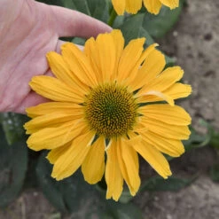 Color Coded® 'One In A Melon' Coneflower -Great Garden Plants Echinacea OneinaMelon Coneflower 2