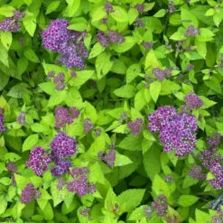 Double Play® Dolly™ Spirea 10 Double Play® Dolly™ Spirea -Great Garden Plants Electriclimefoliageiscontrastedbyfluffyroyal