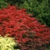 Fire Ball® Burning Bush 2 Fire Ball® Burning Bush -Great Garden Plants Euonymus Fire Ball 2 P sw