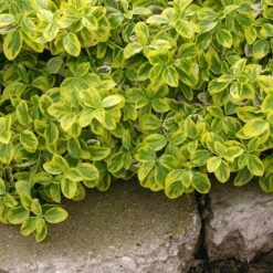 Gold Splash® Wintercreeper -Great Garden Plants Euonymus Gold Splash 2 sw