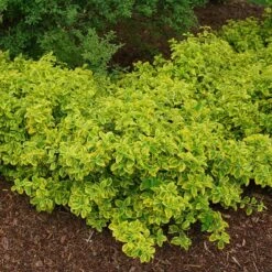 Gold Splash® Wintercreeper -Great Garden Plants Euonymus Gold Splash 4 sw