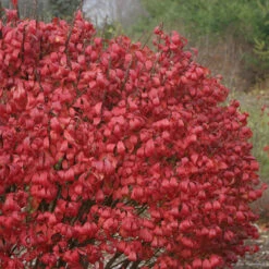 Unforgettable Fire® Burning Bush 9 Unforgettable Fire® Burning Bush -Great Garden Plants Euonymus Unforgettable Fire 2 P