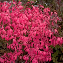 Unforgettable Fire® Burning Bush 11 Unforgettable Fire® Burning Bush -Great Garden Plants Euonymus Unforgettable Fire 4 P