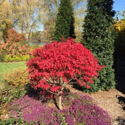 Unforgettable Fire® Burning Bush 12 Unforgettable Fire® Burning Bush -Great Garden Plants Euonymus Unforgettable Fire 5 P