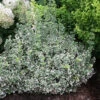 White Album® Wintercreeper 1 White Album® Wintercreeper -Great Garden Plants Euonymus White Album 1