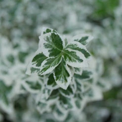 White Album® Wintercreeper 8 White Album® Wintercreeper -Great Garden Plants Euonymus White Album 3