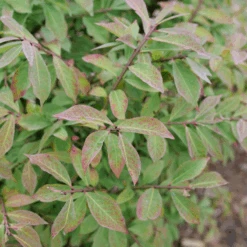 Fire Ball Seedless™ Burning Bush -Great Garden Plants EuonymusFireBallSeedlessP1239165 800x800 063ee79