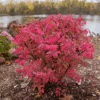 Fire Ball Seedless™ Burning Bush 2 Fire Ball Seedless™ Burning Bush -Great Garden Plants EuonymusFireBallSeedlessP1249911 800x800 905cab0