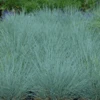 'Cool As Ice' Blue Fescue -Great Garden Plants Festuca x Cool As Ice
