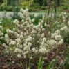 Legend Of The Fall® Bottlebrush -Great Garden Plants Fothergilla Legend of the Fall 1 P