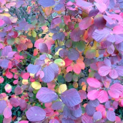 Legend Of The Fall® Bottlebrush 11 Legend Of The Fall® Bottlebrush -Great Garden Plants Fothergilla Legend of the Fall 4 P