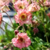 Pretticoats™ Peach Geum 1 Pretticoats™ Peach Geum -Great Garden Plants Geum Pretticoats Peach 9