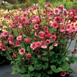 Tempo™ Rose Geum -Great Garden Plants Geum Tempo Rose 2