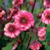 Tempo™ Rose Geum 1 Tempo™ Rose Geum -Great Garden Plants Geum Tempo Rose 3