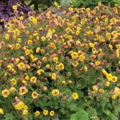 Tempo™ Yellow Geum -Great Garden Plants Geum Tempo Yellow 13 sq