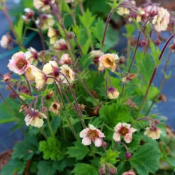 Tempo™ Yellow Geum -Great Garden Plants Geum Tempo Yellow 2 sq
