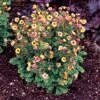 Tempo™ Yellow Geum -Great Garden Plants Geum Tempo Yellow 4