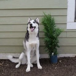 'Green Giant' Arborvitae/Thuja -Great Garden Plants Great garden plants green giant arborvitae 544ba6cb 2aa2 48b6 a69f f2045670184d sw