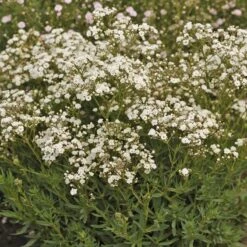 Festival Star® Baby's Breath -Great Garden Plants Gypsophila Festival Star 4 P sw