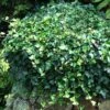 English Ivy -Great Garden Plants HEDERA THORNDALE 3 sw