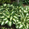 'Vulcan' Hosta -Great Garden Plants HOSVU1Q 2