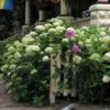 'Annabelle' Smooth Hydrangea -Great Garden Plants HYDAN2Q 1 9a5fb144 c34f 4283 a211 6b61b057d415 sw