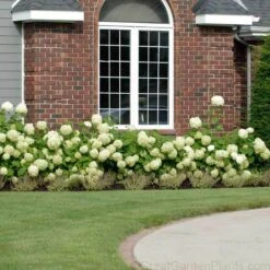 Great Garden Plants -Great Garden Plants HYDAN2Q 2 ade21708 6d65 4707 acfc 7ee81e4e2561 sw