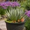 Mad About Mangave® 'Jumping Jacks' Hansara -Great Garden Plants Hansara JumpingJacks Hansara