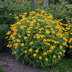 'Tuscan Sun' False Sunflower 10 'Tuscan Sun' False Sunflower -Great Garden Plants Heliopsis Tuscan Sun 2 P