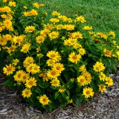 Great Garden Plants -Great Garden Plants Heliopsis Tuscan Gold 1 P