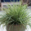 Hello Spring!â„¢ Feather Reed Grass 1 Hello Spring!â„¢ Feather Reed Grass -Great Garden Plants Hello spring feather reed grass
