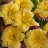 Rainbow Rhythm® 'Going Bananas' Daylily 2 Rainbow Rhythm® 'Going Bananas' Daylily -Great Garden Plants Hemerocallis Going Bananas 3 P