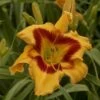 Rainbow Rhythm® 'Tiger Swirl' Daylily -Great Garden Plants Hemerocallis Tiger Swirl 4 P sw