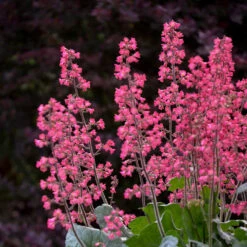 Dolce® 'Spearmint' Coral Bells -Great Garden Plants Heuchera Dolce Spearmint 1 P