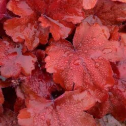 'Fire Alarm' Coral Bells -Great Garden Plants Heuchera Fire Alarm 3 P sw