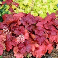 'Fire Alarm' Coral Bells -Great Garden Plants Heuchera Fire Alarm 6 P sw